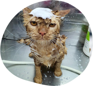 Grooming On The Go: Portable Tools For Pet Owners
